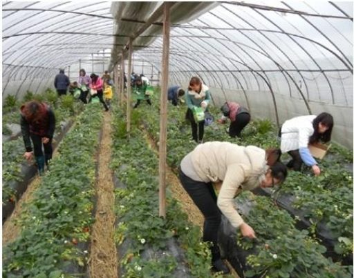 喜迎“三八節(jié)”——記草莓采摘活動(dòng)